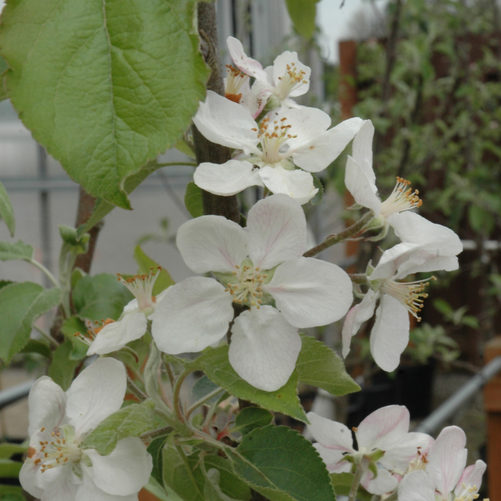 Gala Apple - Image 2