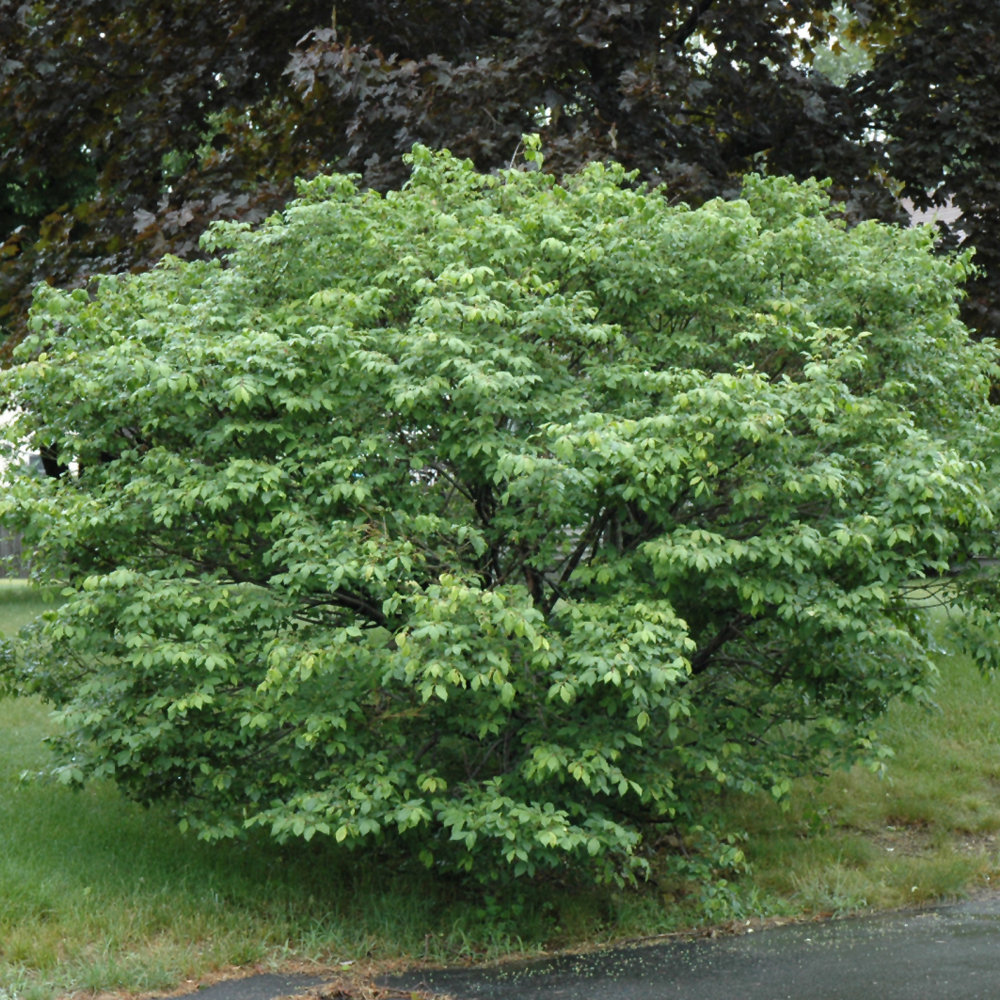 Compact Winged Burning Bush - Image 3