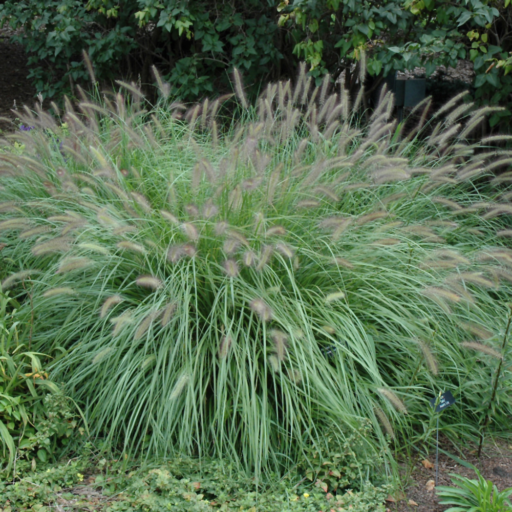 Fountain Grass - Image 2