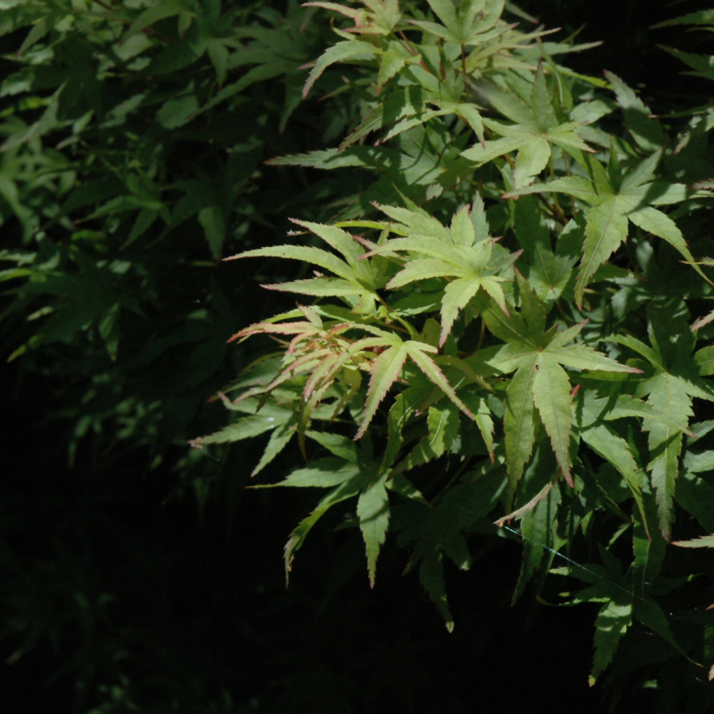 Akita Yatsubusa Japanese Maple