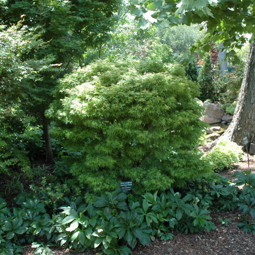 Akita Yatsubusa Japanese Maple - Image 2