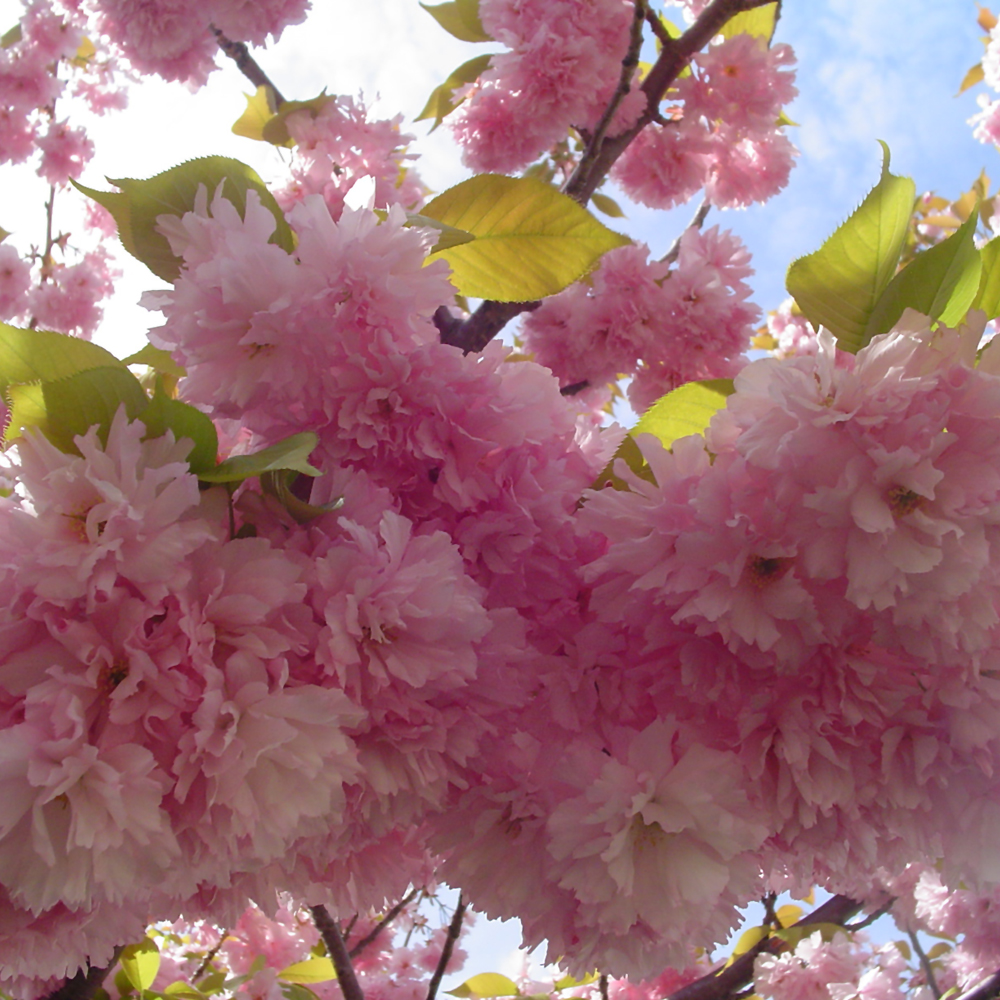 Kwanzan Flowering Cherry