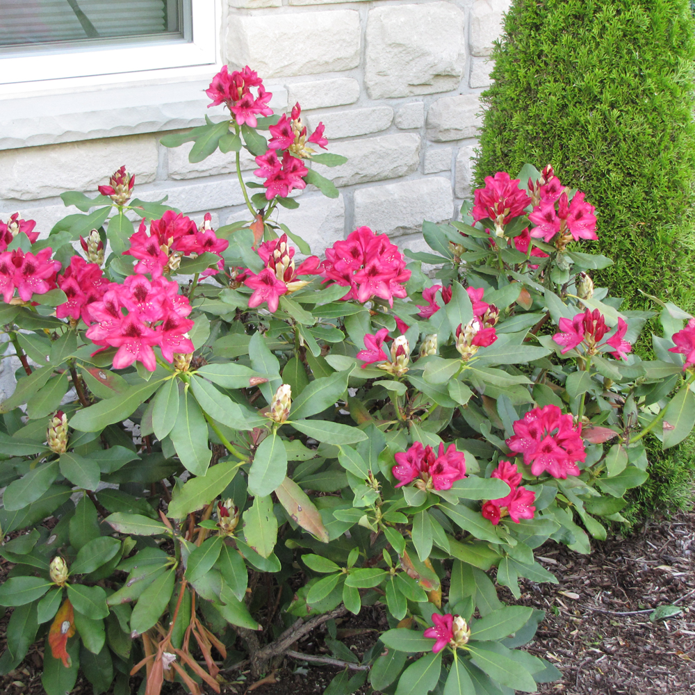 Nova Zembla Rhododendron - Image 2