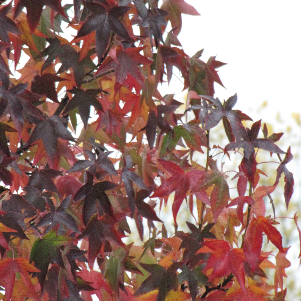 Worplesdon Sweet Gum - Image 2