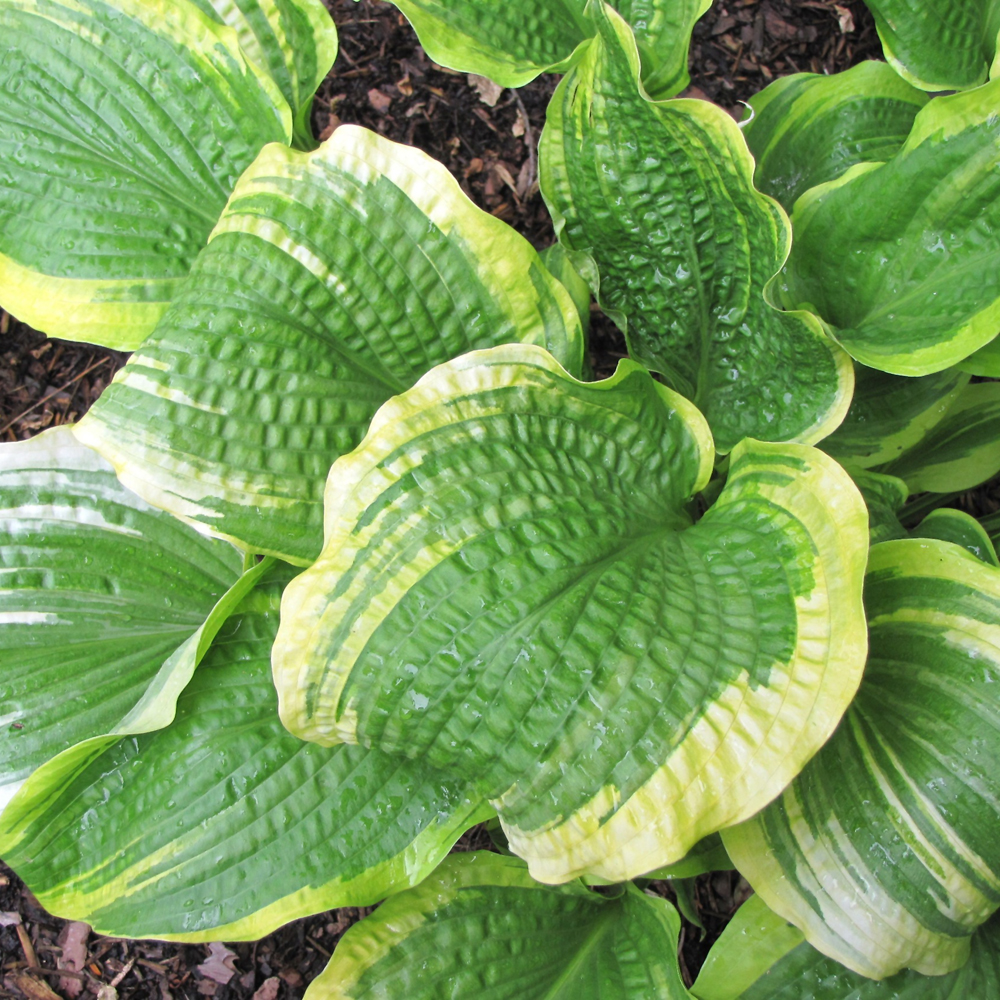 Gold-Variegated Mountain Hosta - Image 2