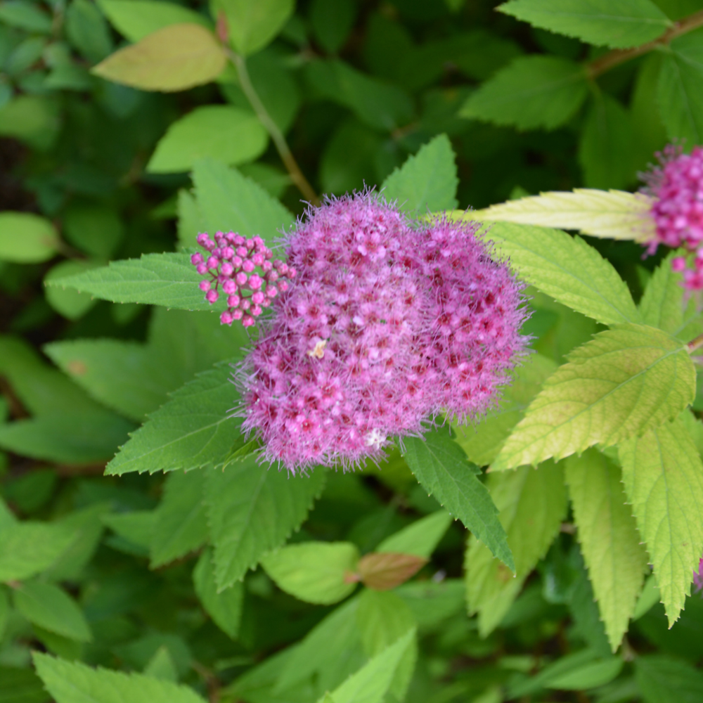 Double Play Candy Corn Spirea - Image 3