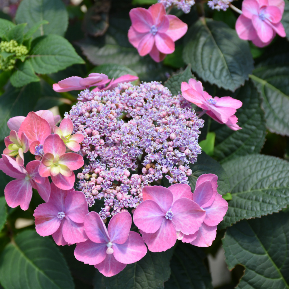 Tuff Stuff Hydrangea - Image 3