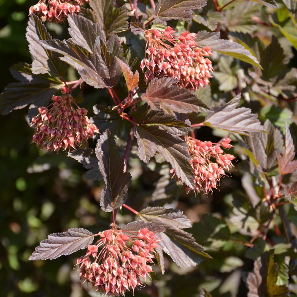 Summer Wine Ninebark - Image 2