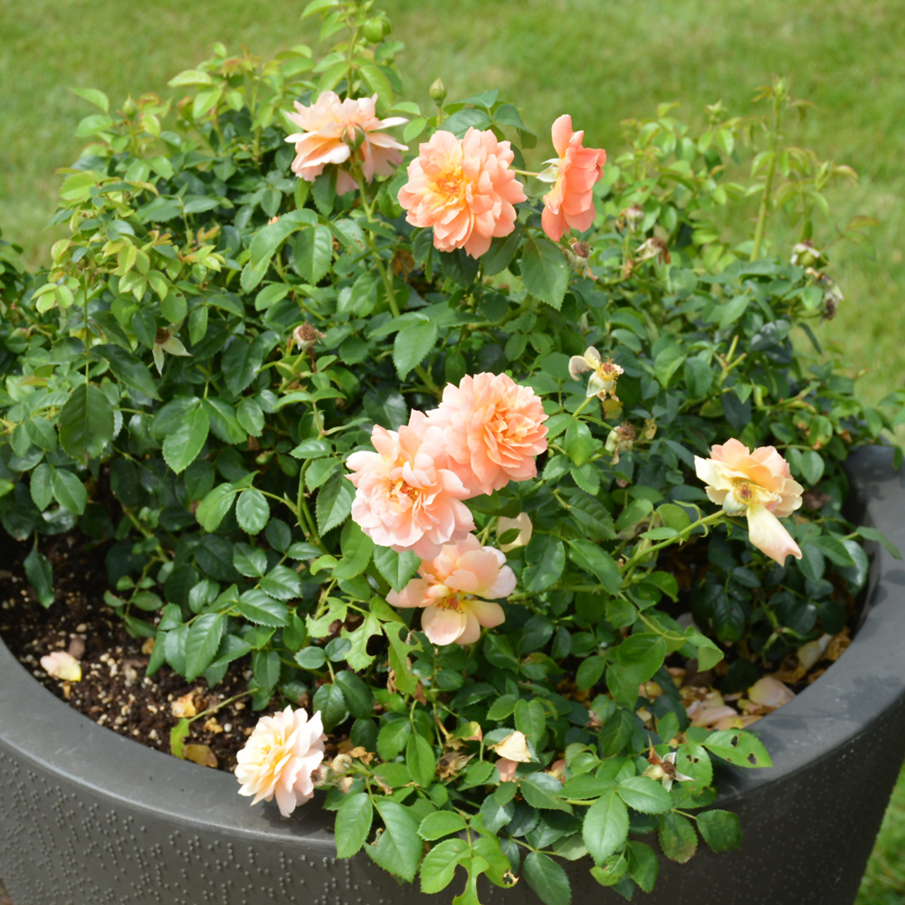 At Last Rose - Image 2