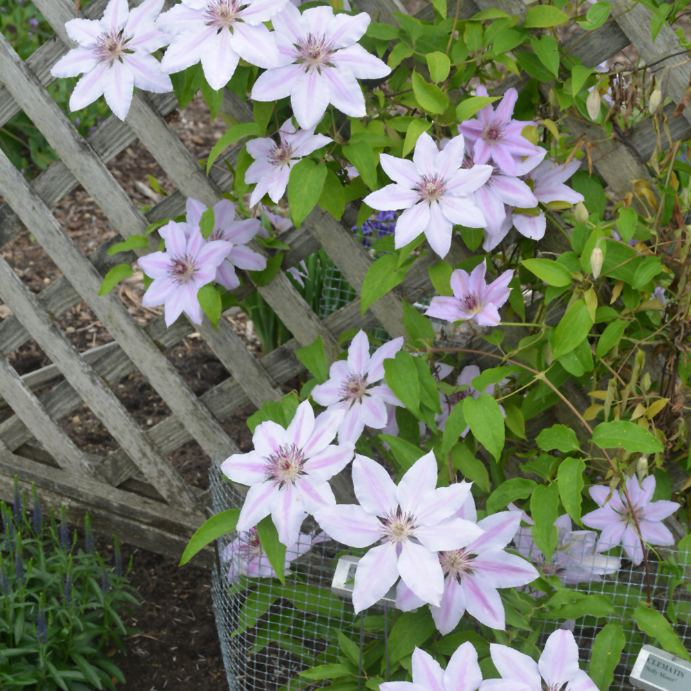 Nelly Moser Clematis - Image 2