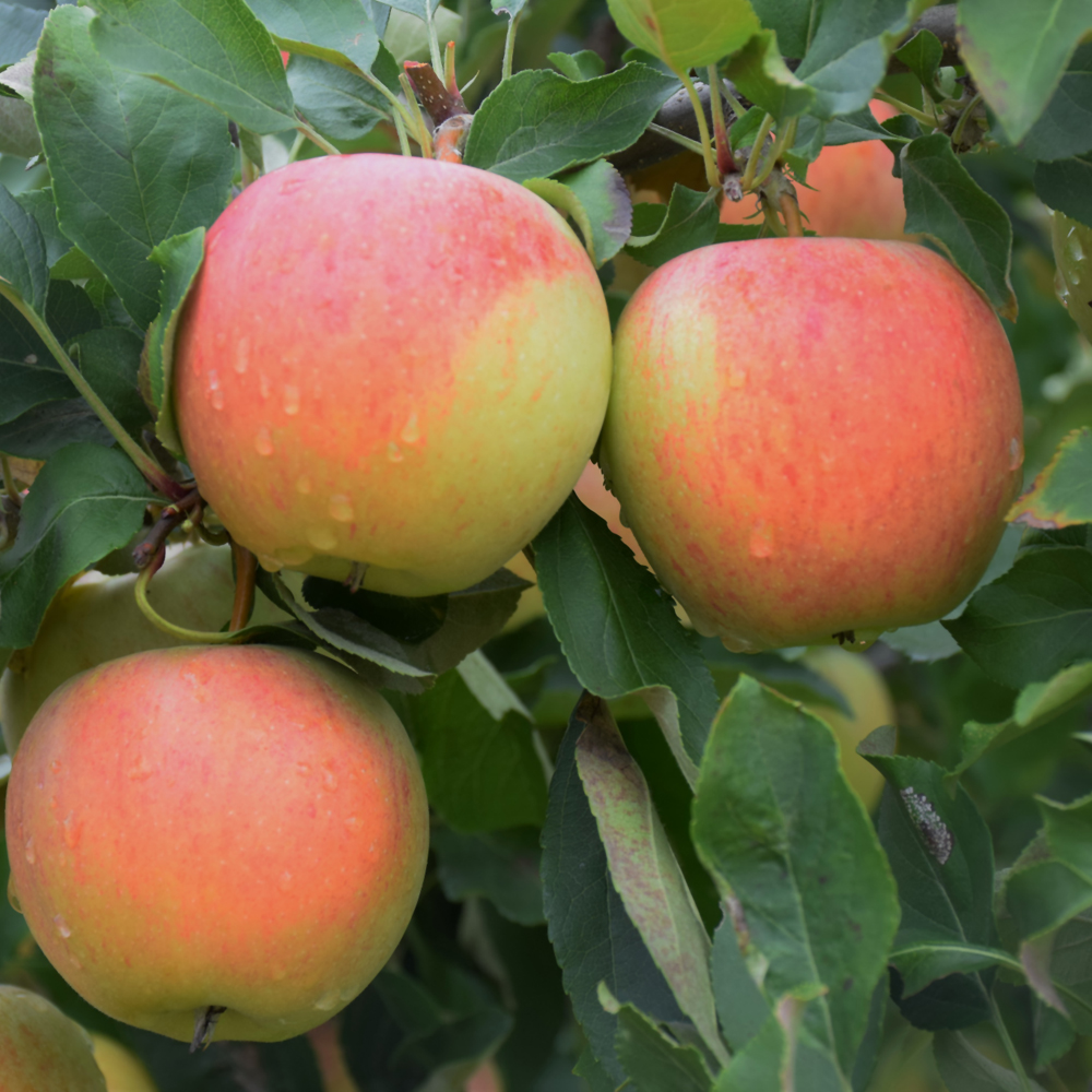 Gala Apple