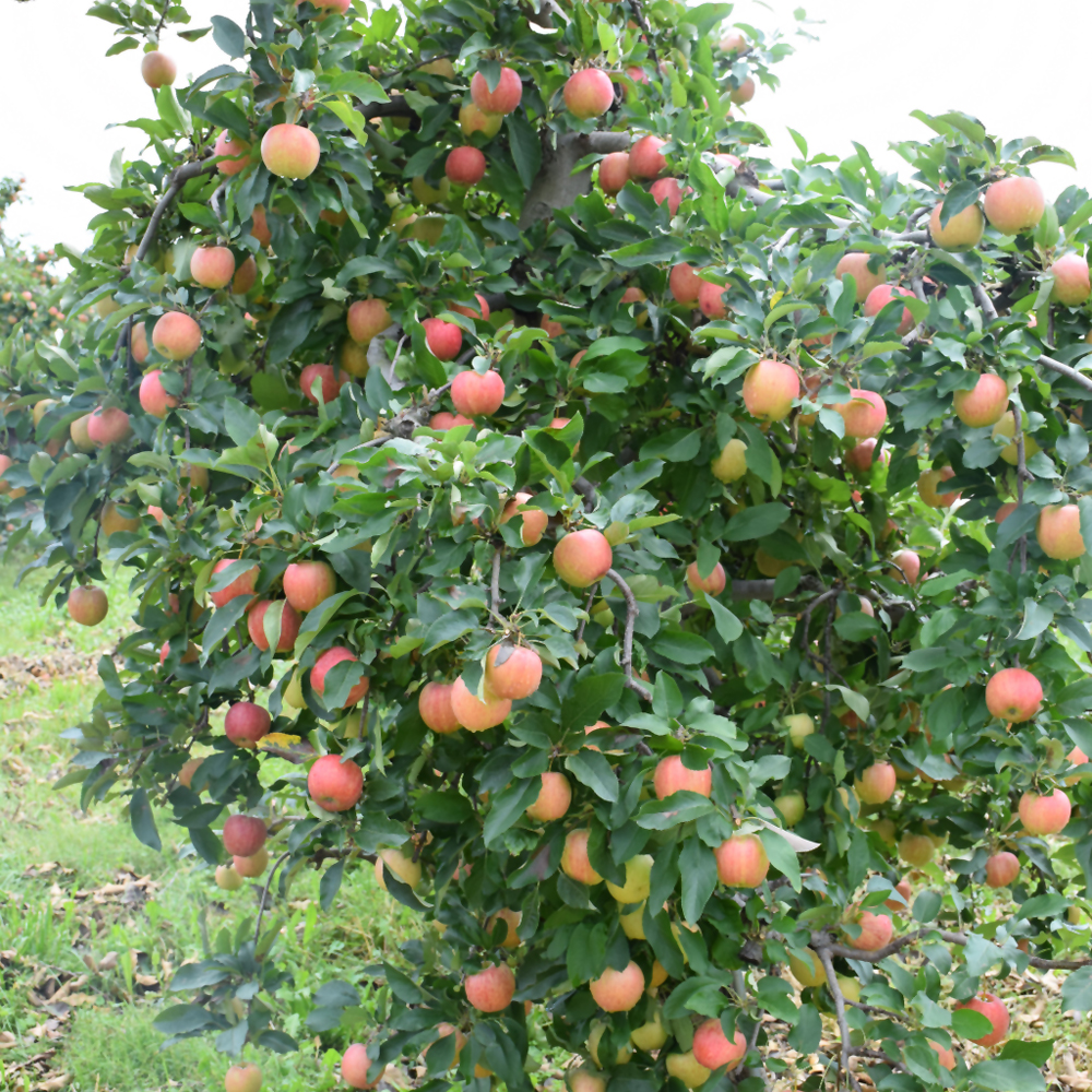 Gala Apple - Image 3