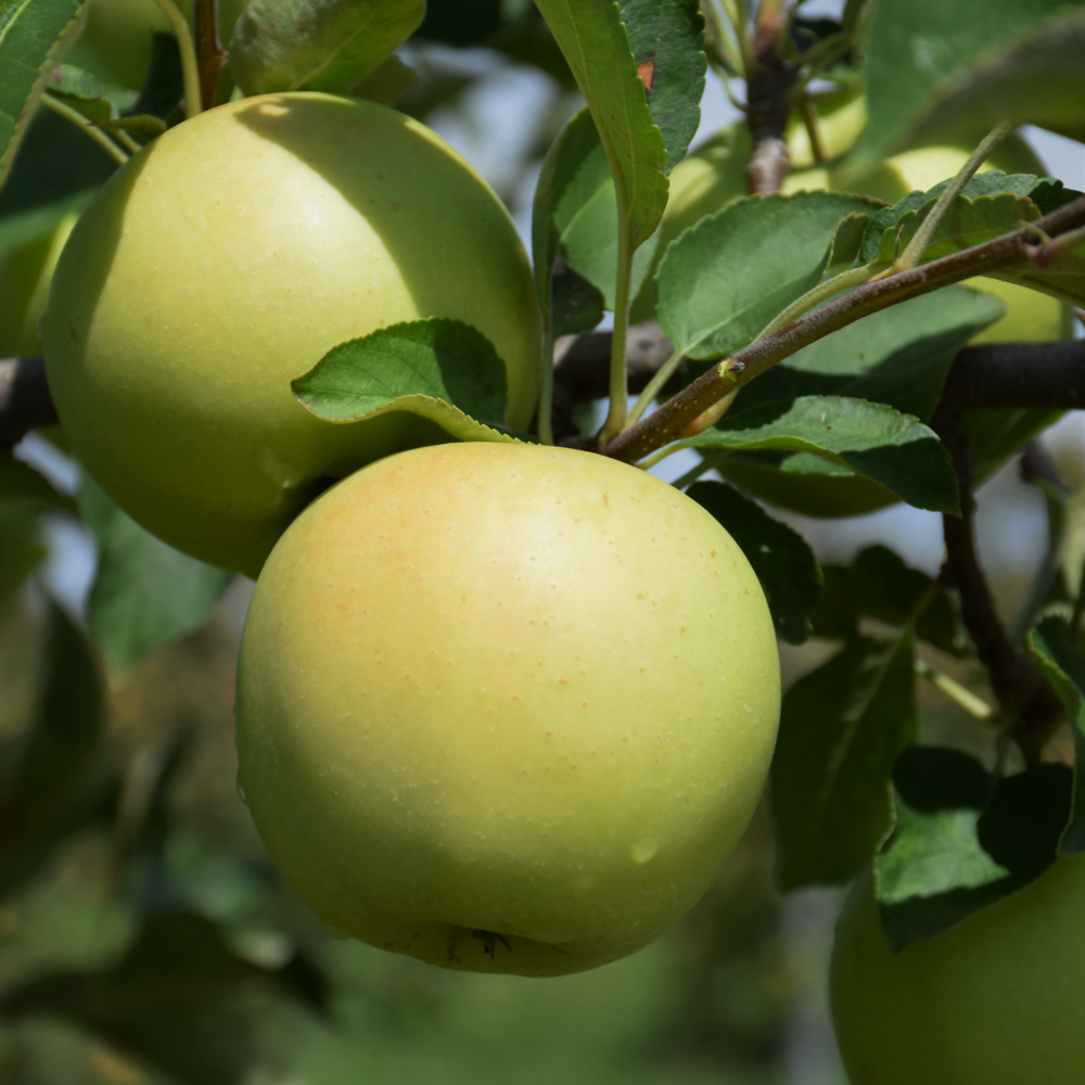 Golden Delicious Apple