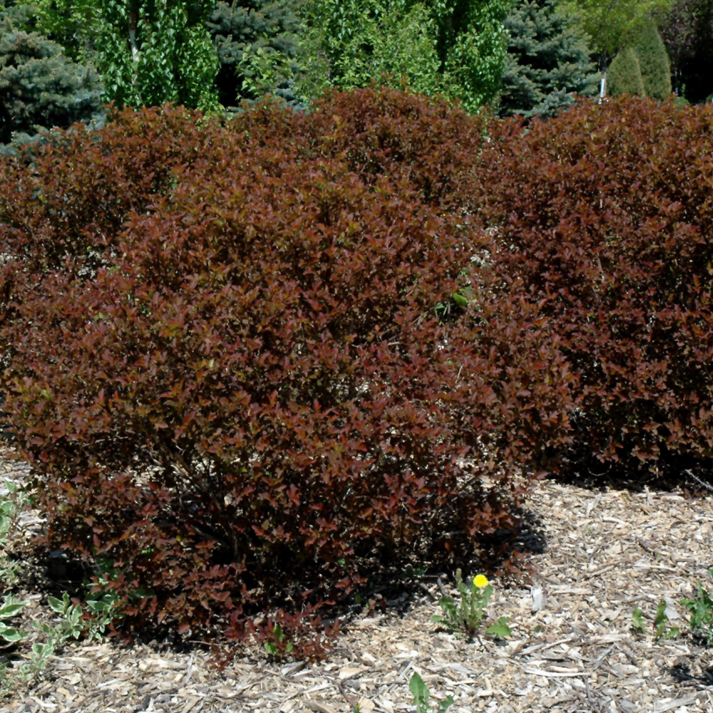 Summer Wine Ninebark - Image 3
