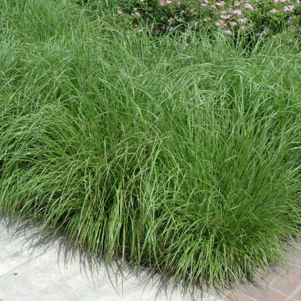 Fountain Grass