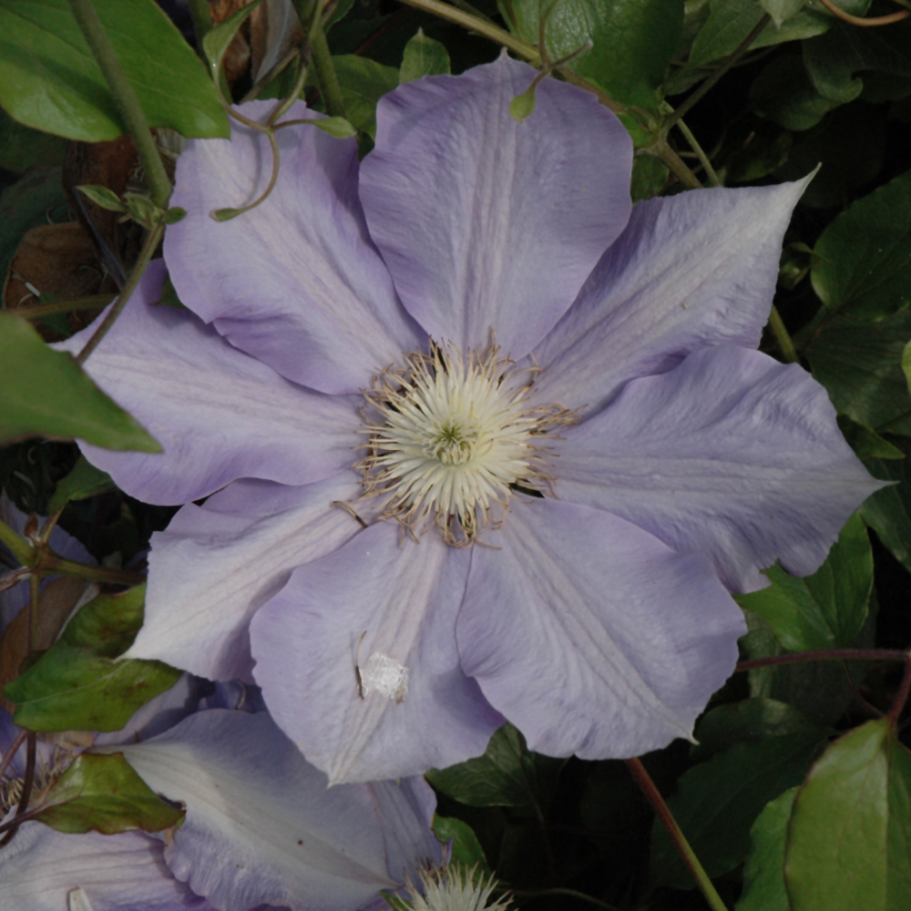 H.F. Young Clematis
