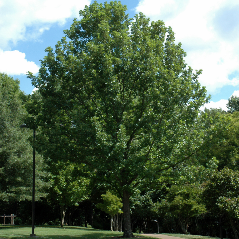 Overcup Oak