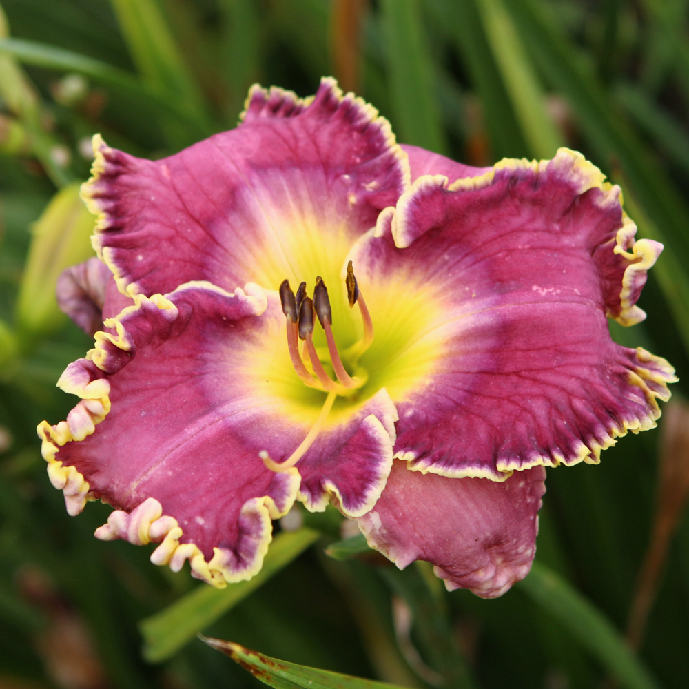 Raspberry Eclipse Daylily