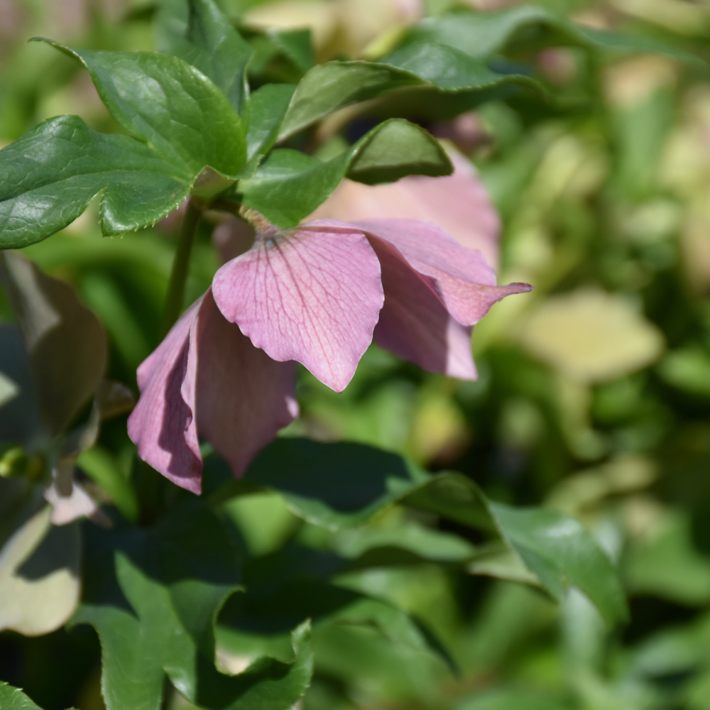 Pine Knot Select Hellebore