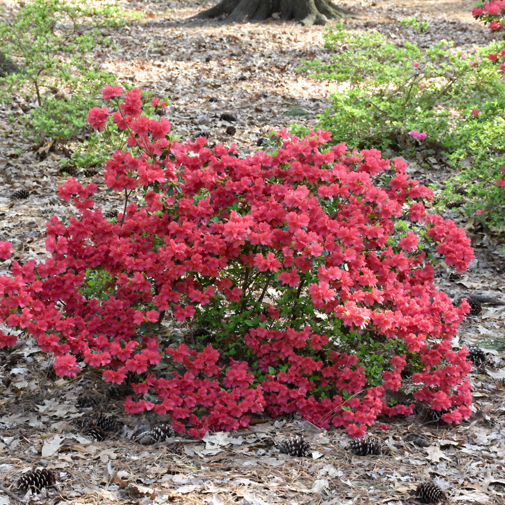 Girard's Crimson Azalea - Image 2