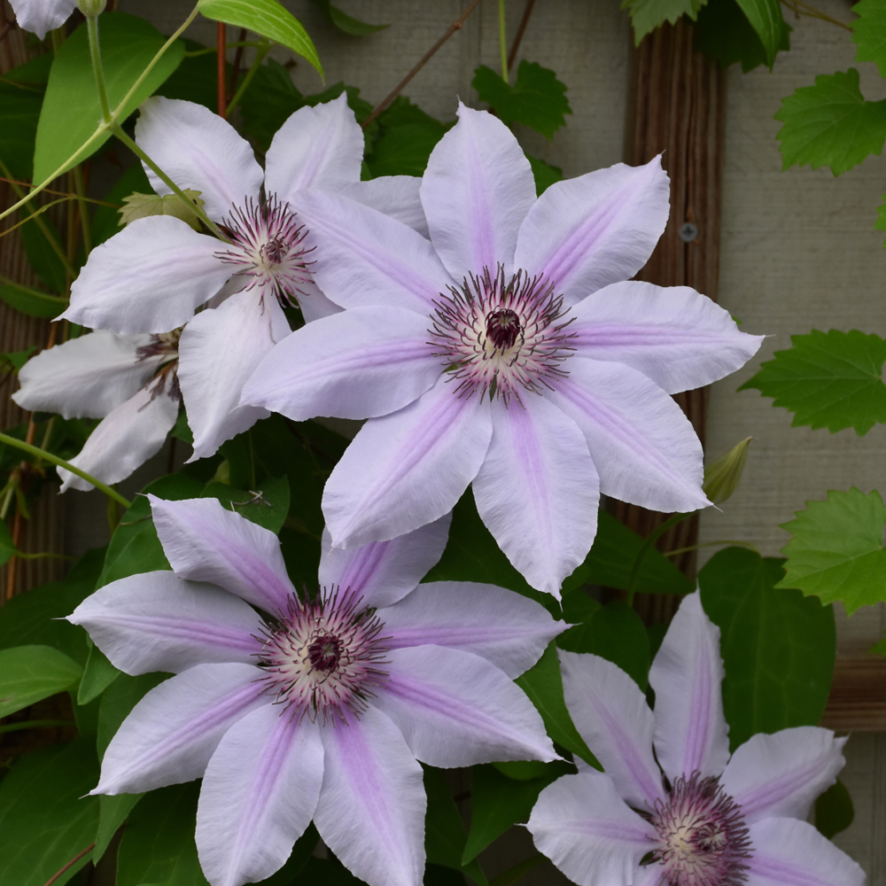 Nelly Moser Clematis