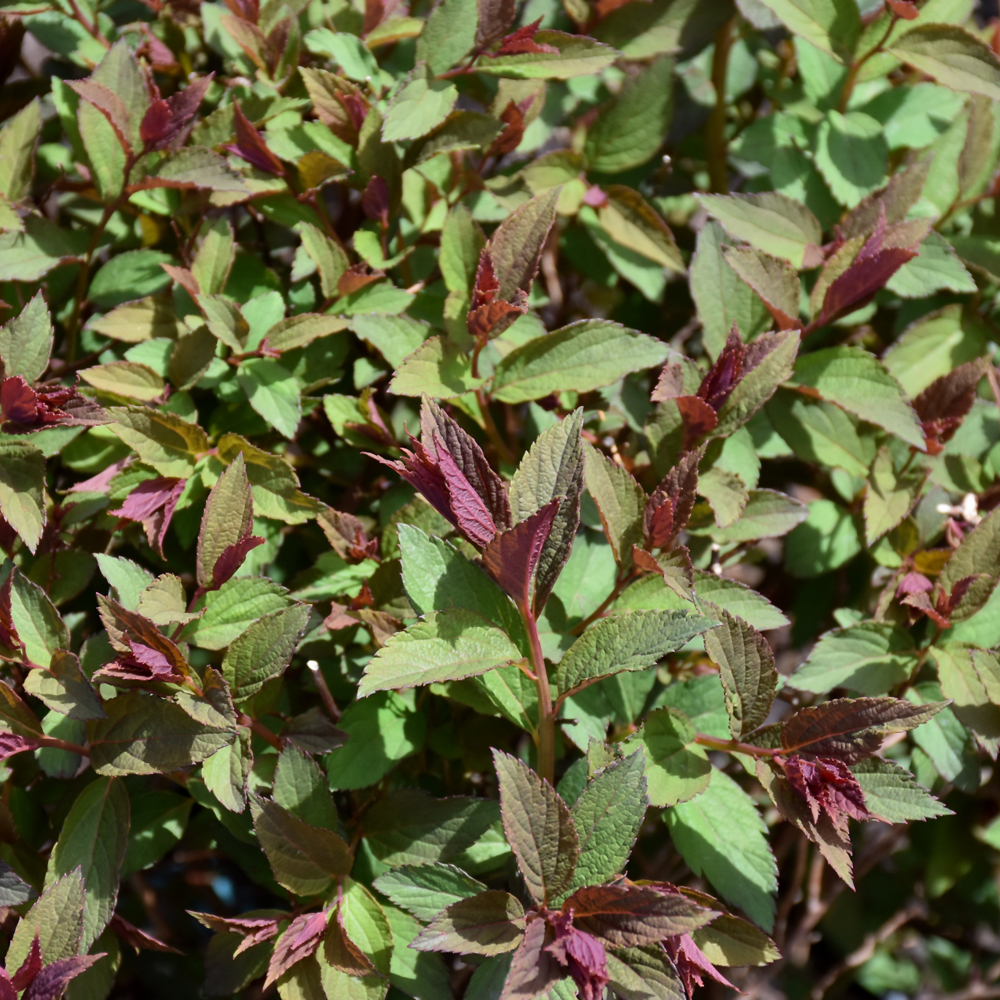 Double Play Artisan Spirea - Image 2