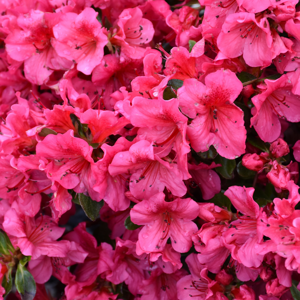 Girard's Crimson Azalea