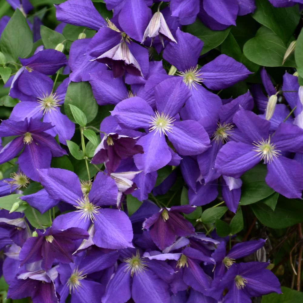 Jackmanii Clematis - Image 2
