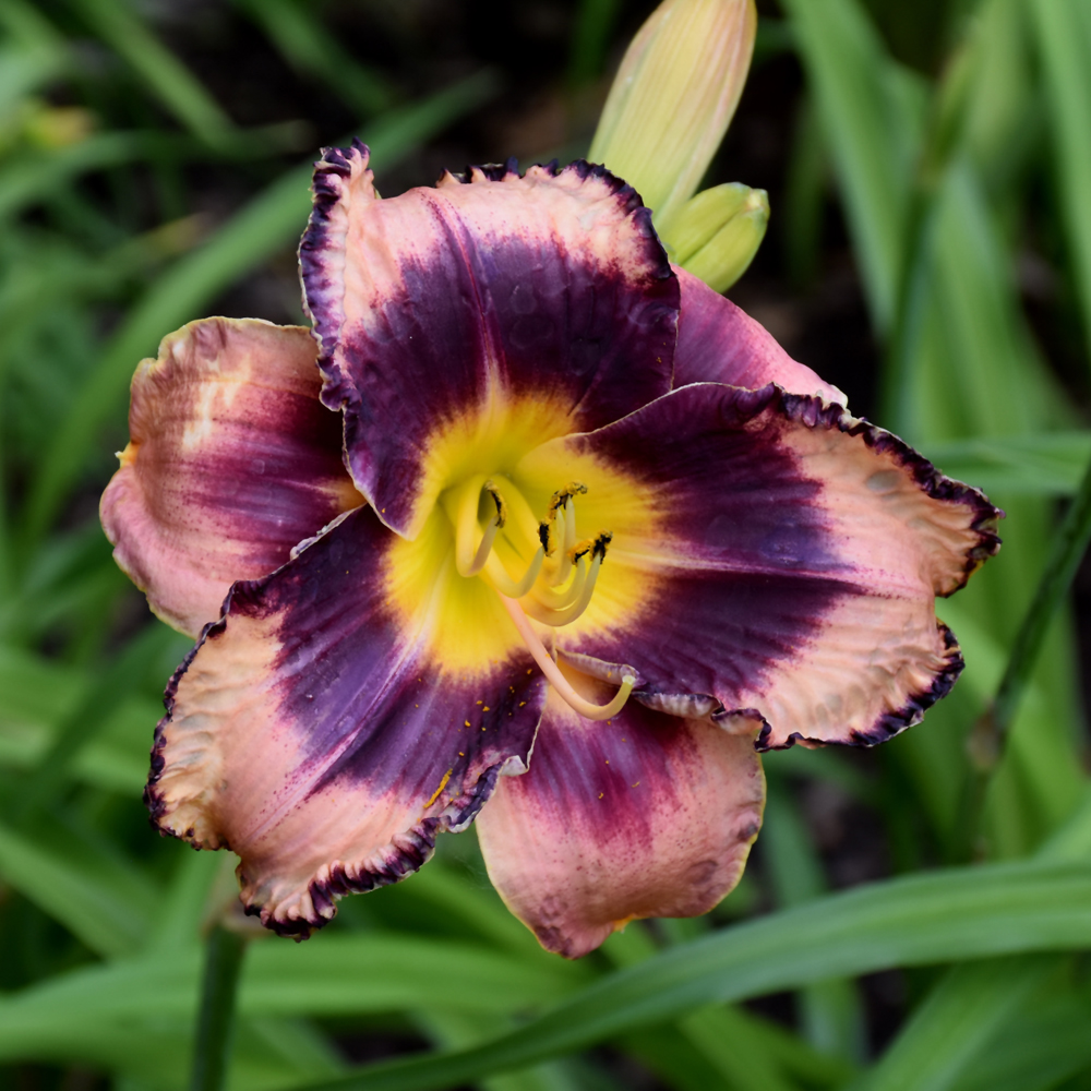 Rock Solid Daylily