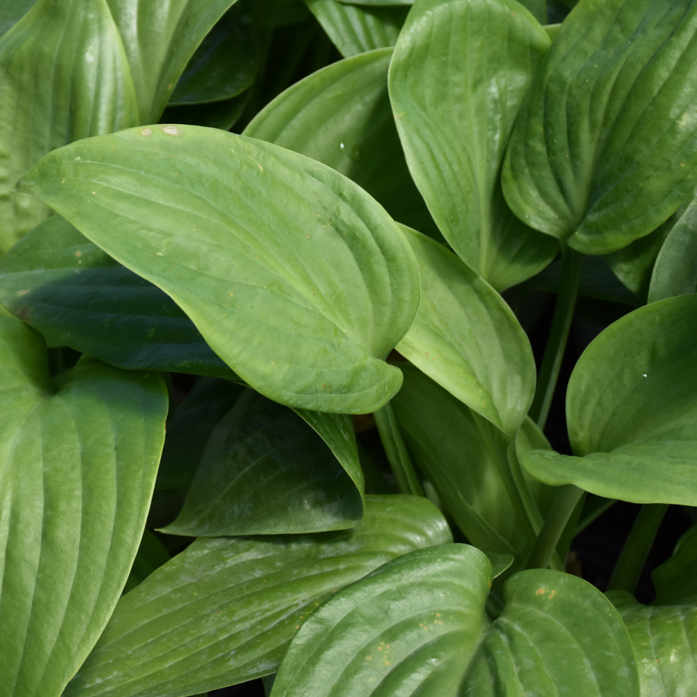 Humpback Whale Hosta