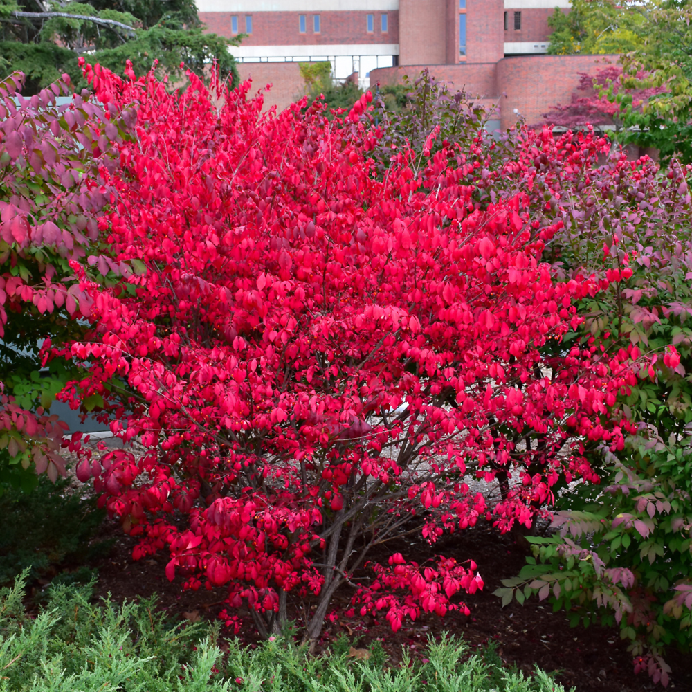 Compact Winged Burning Bush