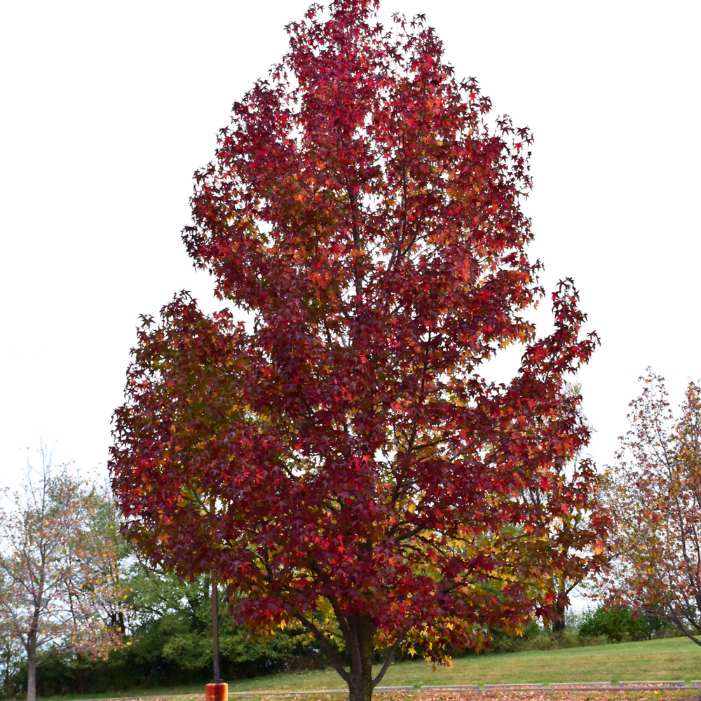 Worplesdon Sweet Gum