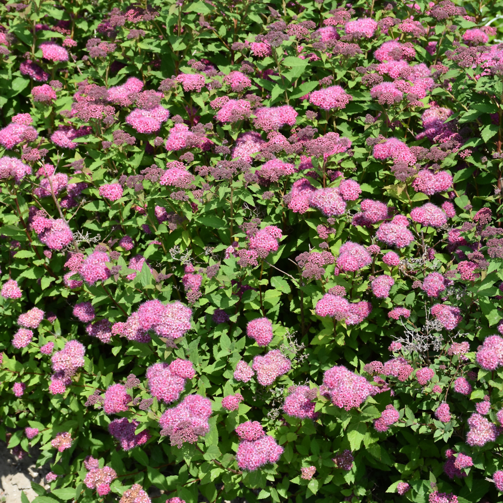 Double Play Artisan Spirea - Image 3