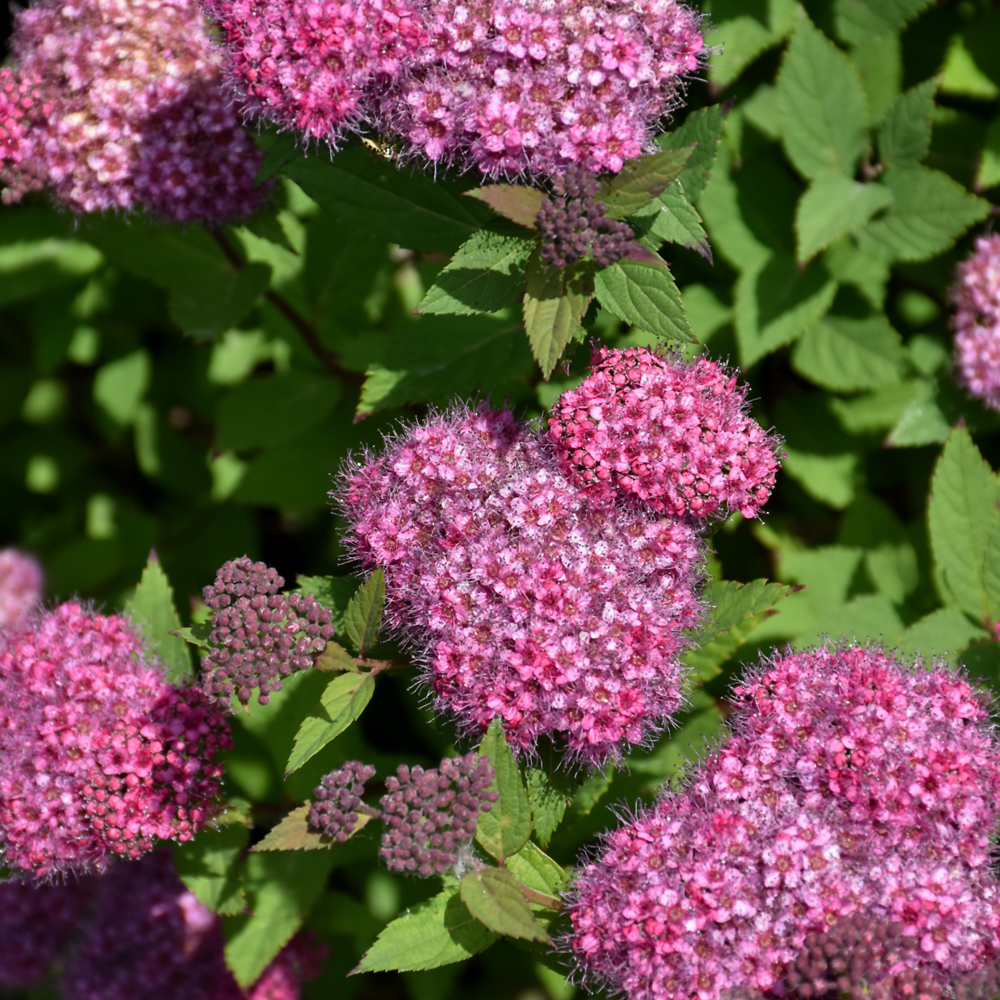 Double Play Artisan Spirea