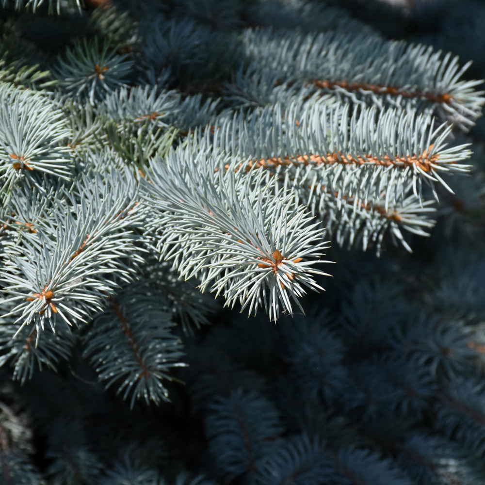 Baby Blue Blue Spruce - Image 2