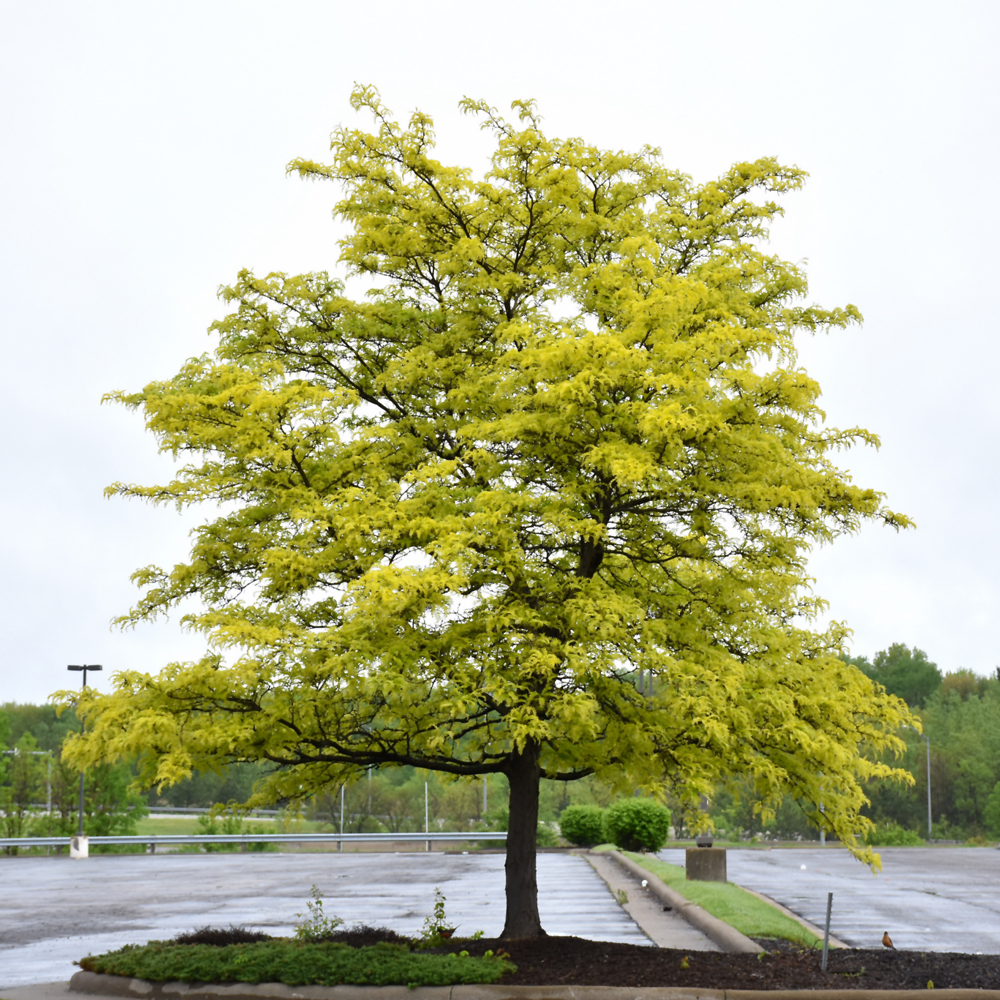 Sunburst Honeylocust