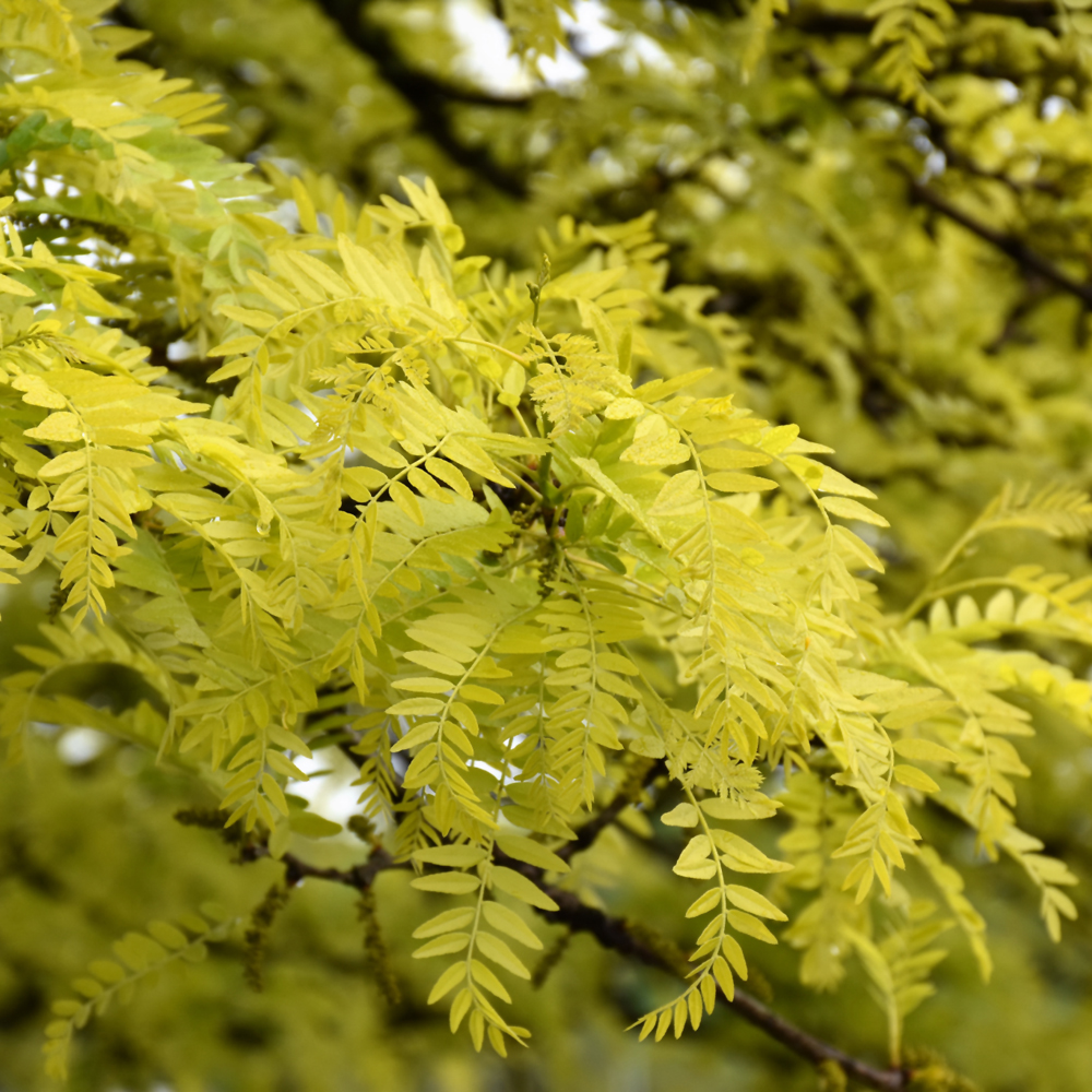 Sunburst Honeylocust - Image 2
