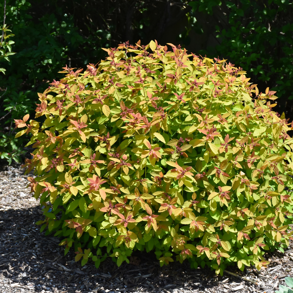 Double Play Candy Corn Spirea