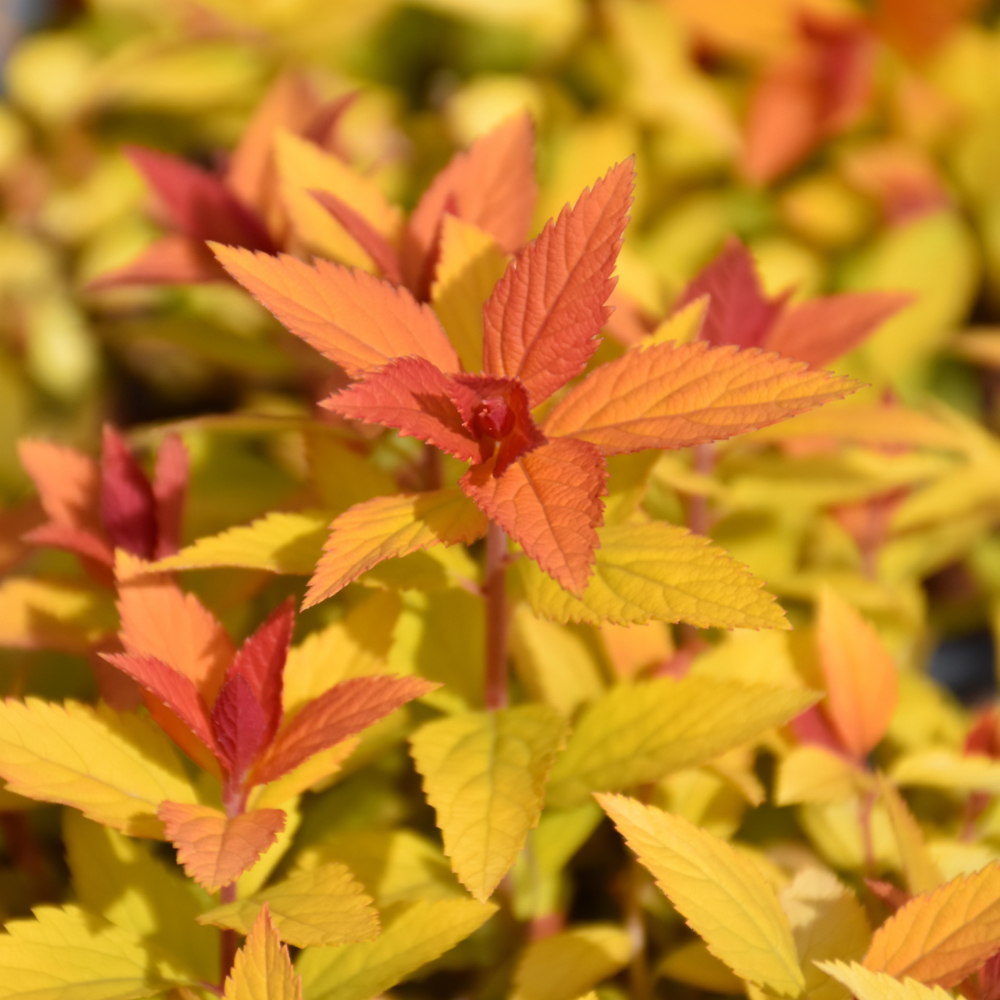 Double Play Candy Corn Spirea - Image 2