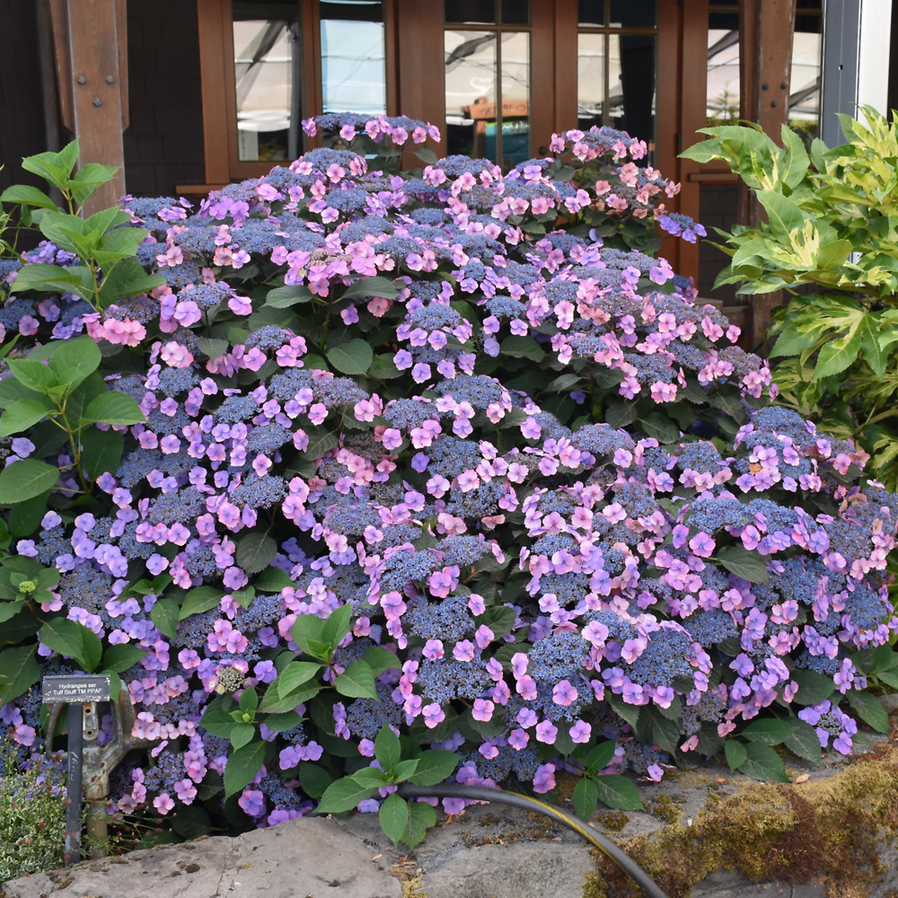 Tuff Stuff Hydrangea - Image 2