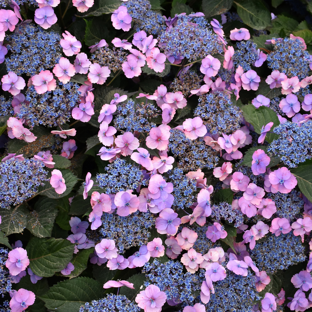 Tuff Stuff Hydrangea