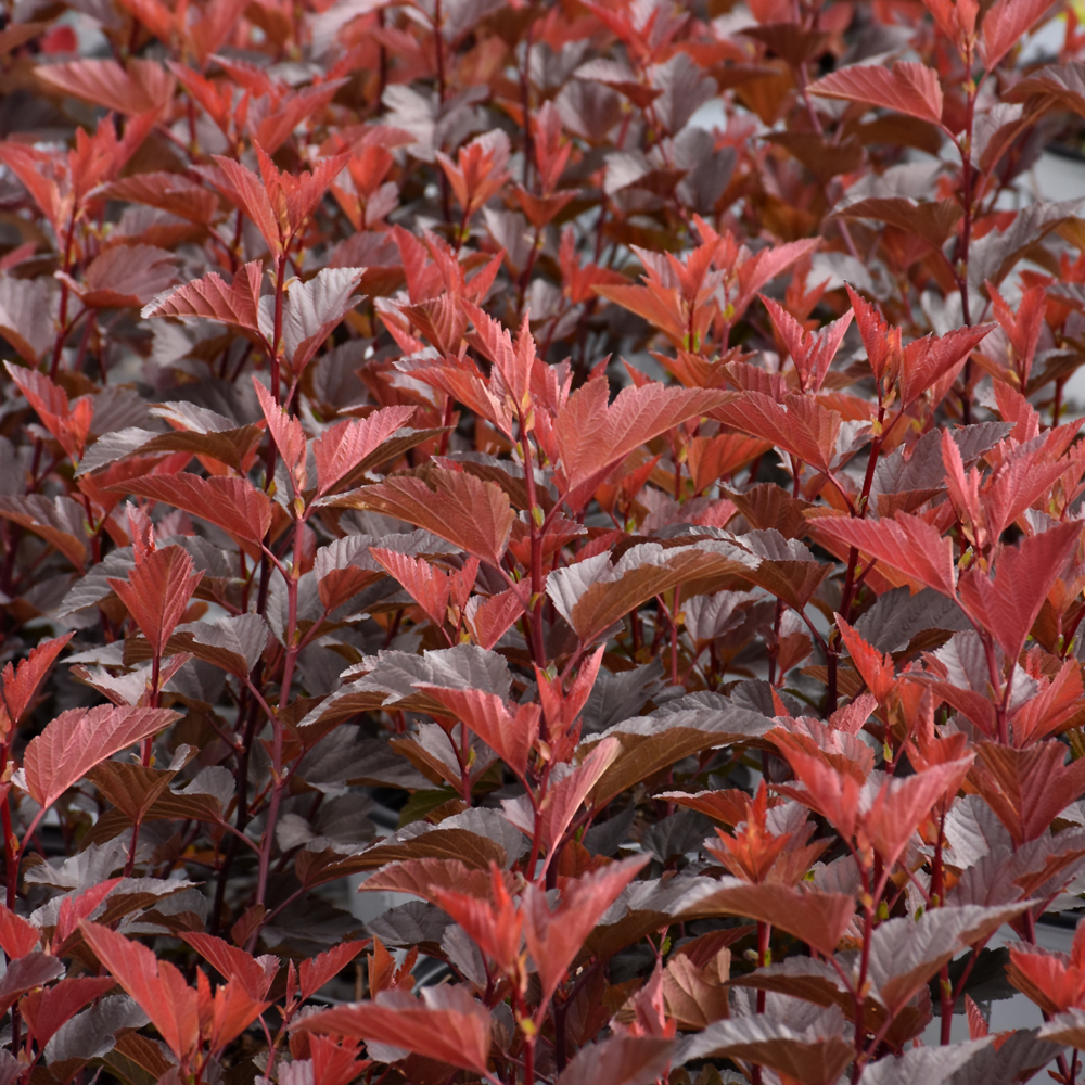 Ginger Wine Ninebark - Image 3