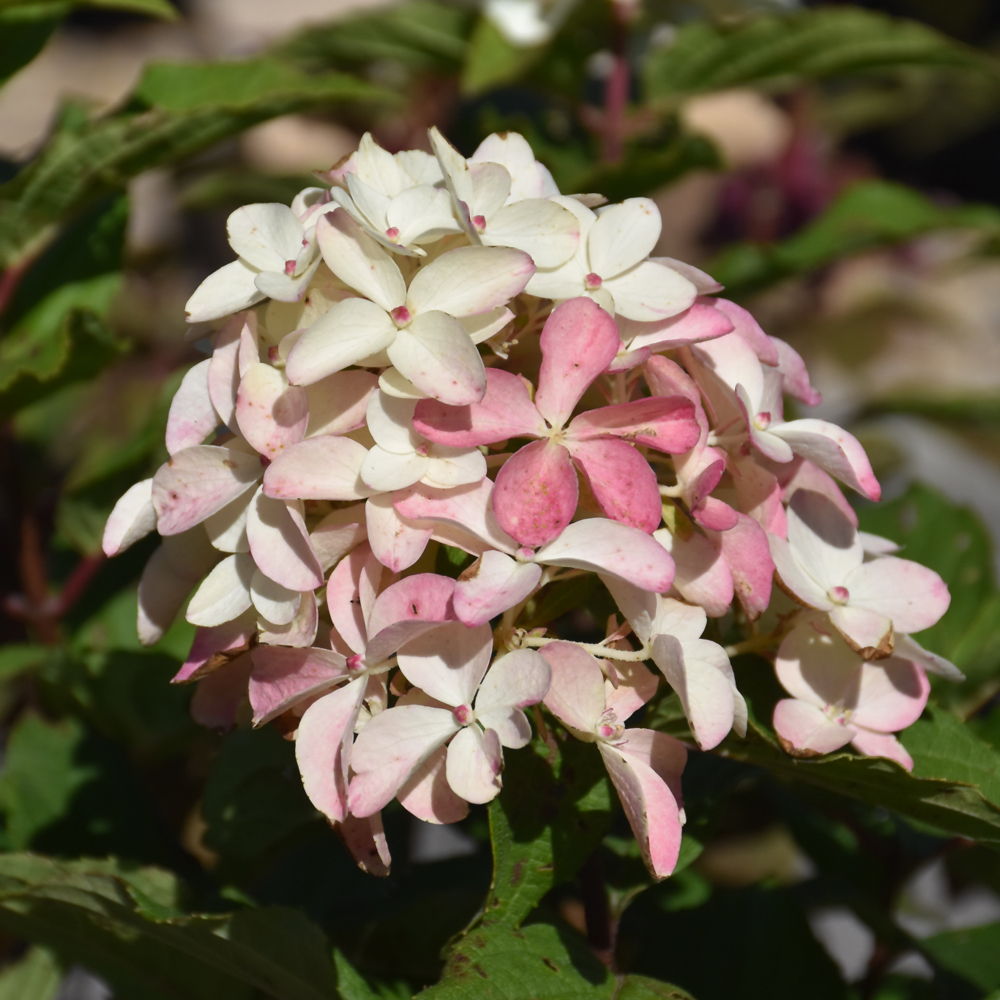 Quick Fire Fab Hydrangea - Image 2