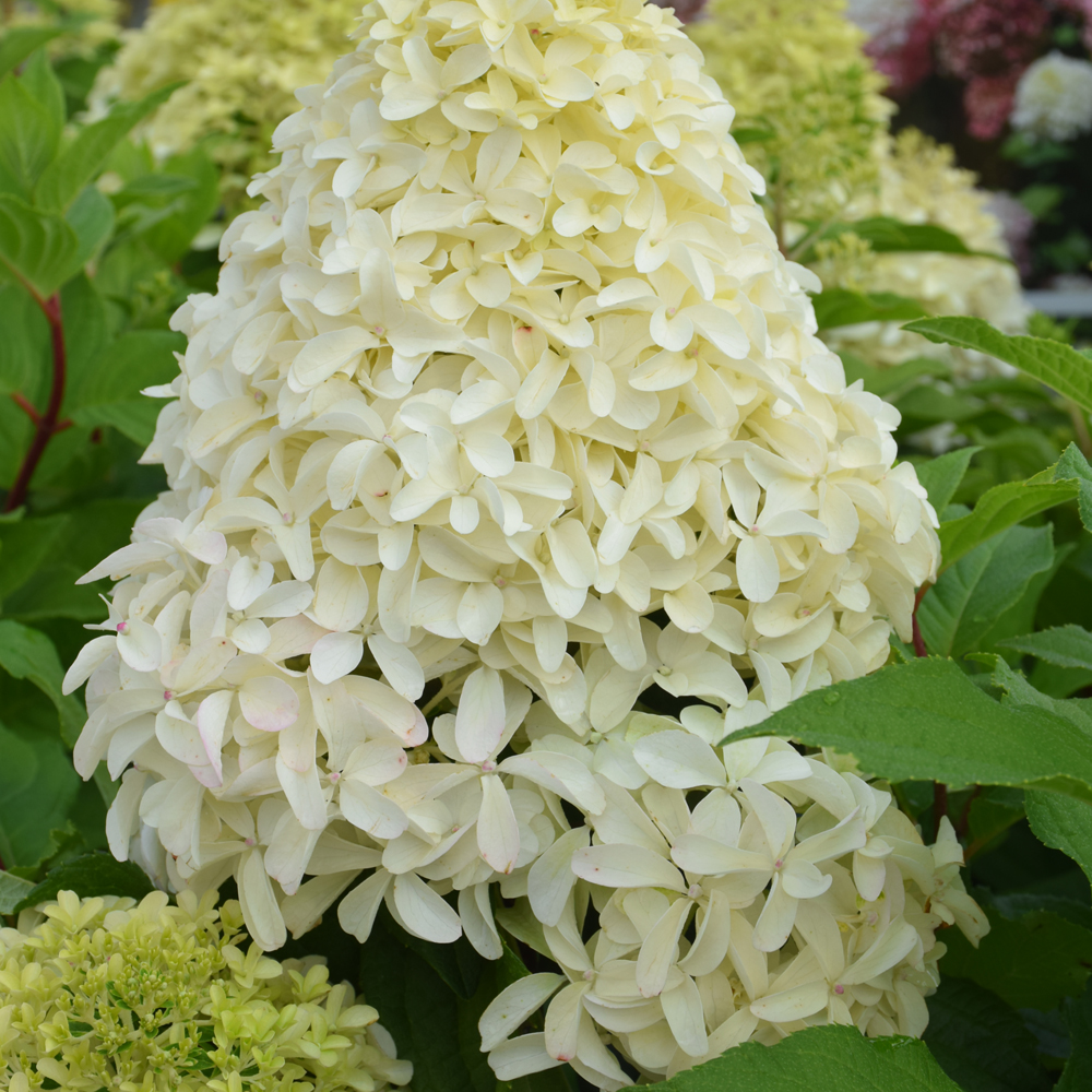 Quick Fire Fab Hydrangea