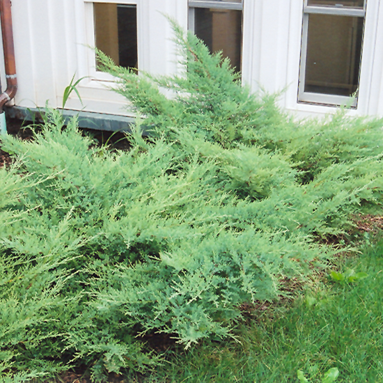 Kallay's Compact Juniper - Image 2