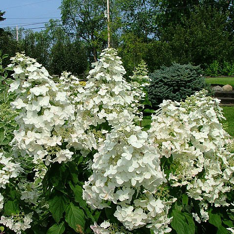 Passionate Hydrangea