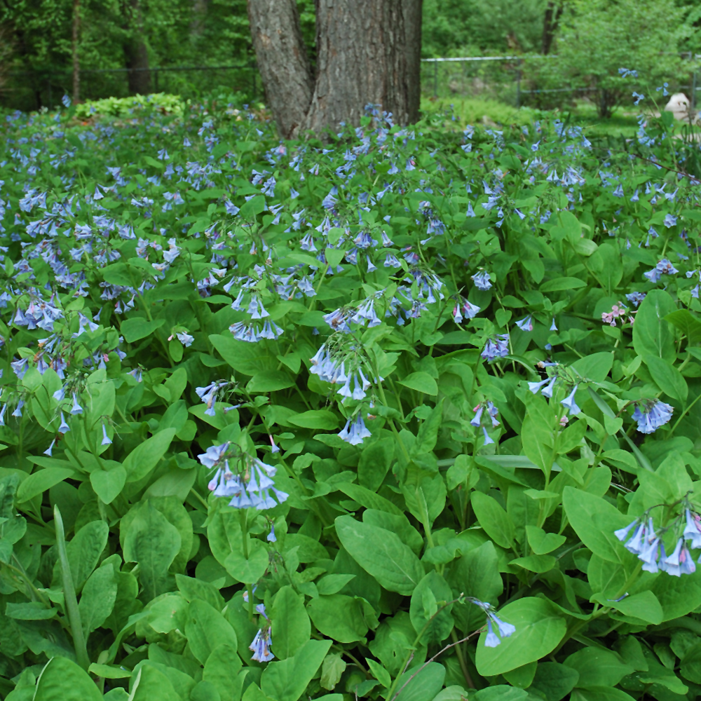 Virginia Bluebells - Image 2