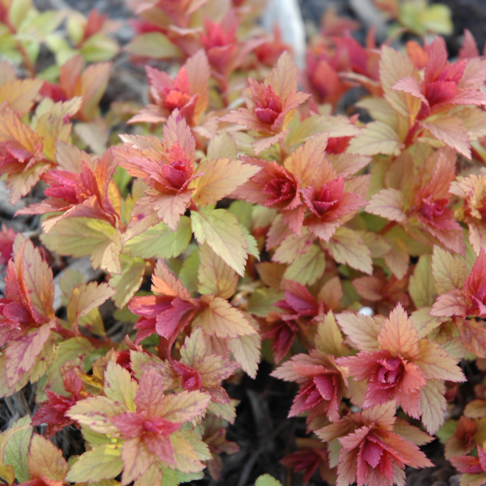 Magic Carpet Spirea - Image 3
