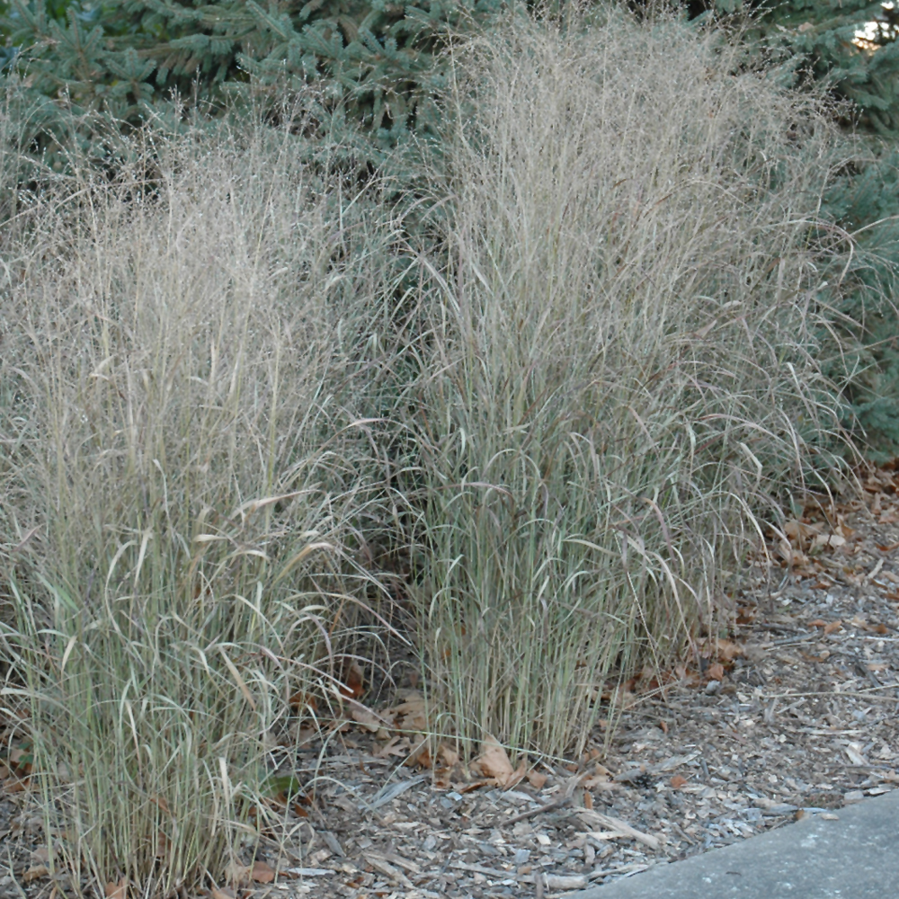 Shenandoah Reed Switch Grass - Image 3