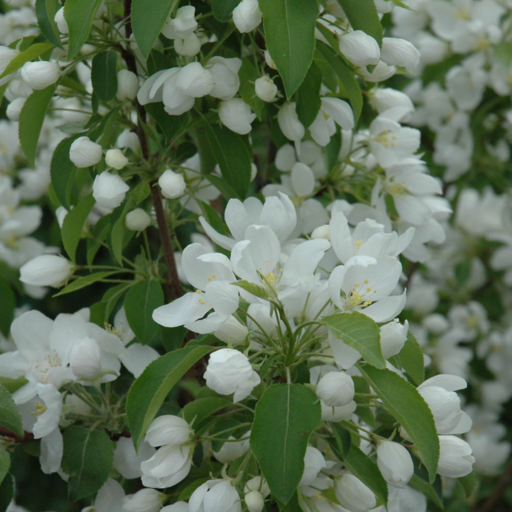 Spring Snow Flowering Crab - Image 2